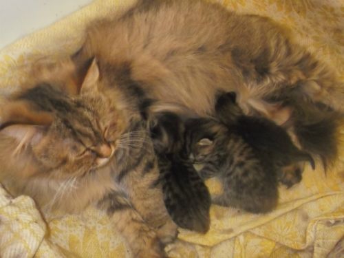 Мама-кошка с малышами.jpg